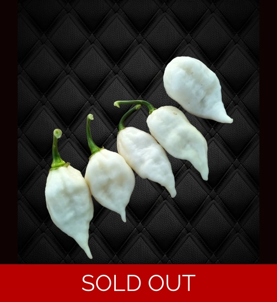 CHUPABRAIN White (f7) -> (f8)  (10+seeds)